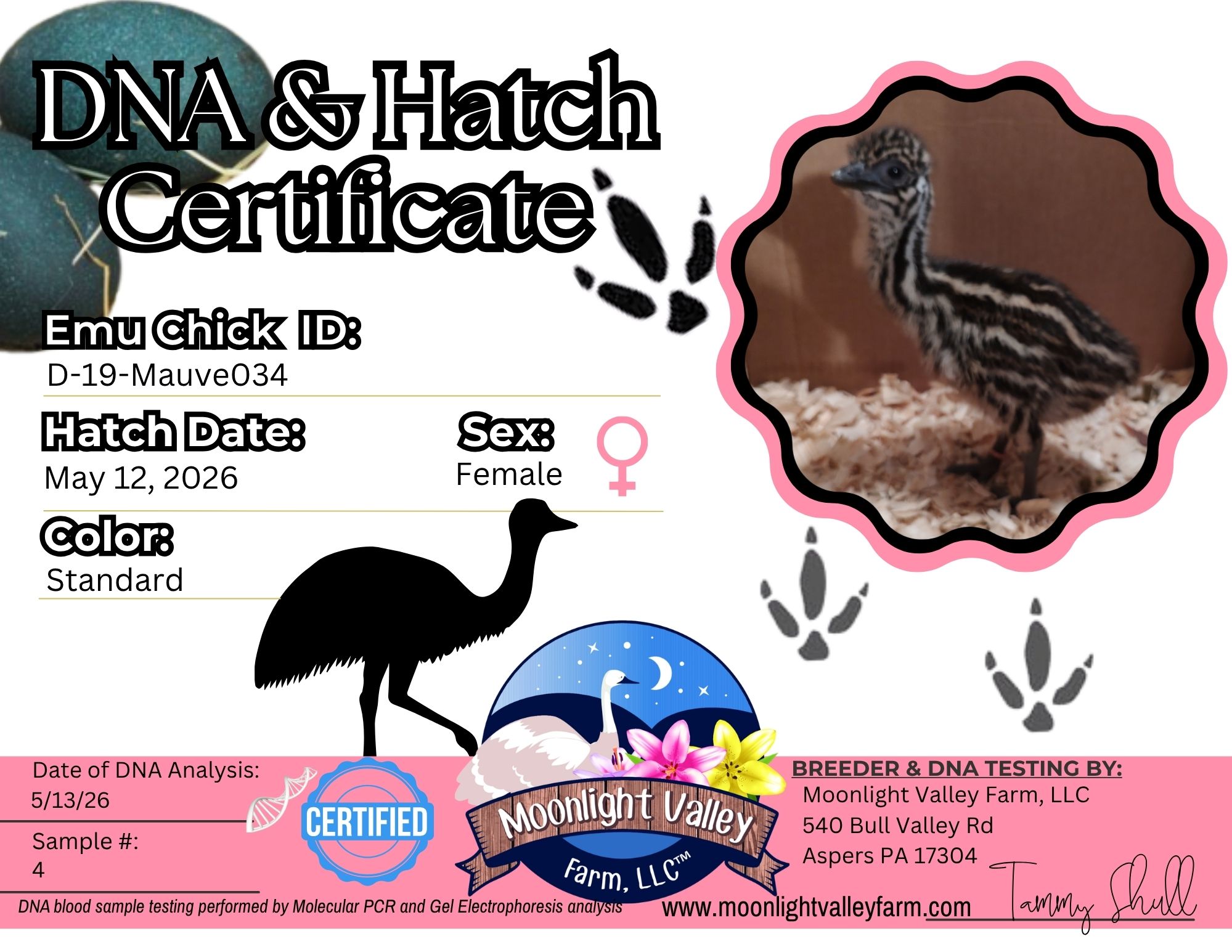 (image for) ** SAMPLE LISTING - Standard Female Emu Chick - X-19-Mauve034